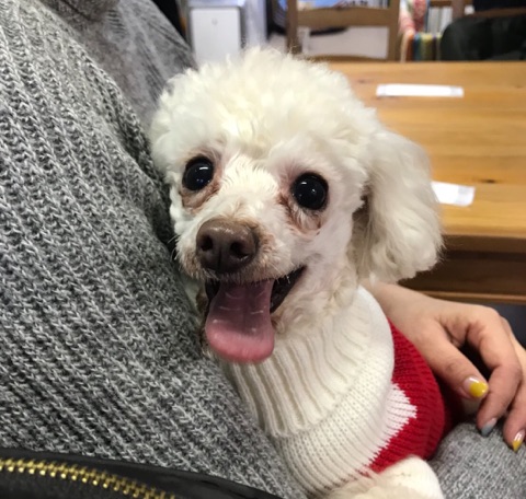 【今日の里帰りワンコ🐶聆麿君💕、エレナちゃん💕、ジャキー➡カール君💕】